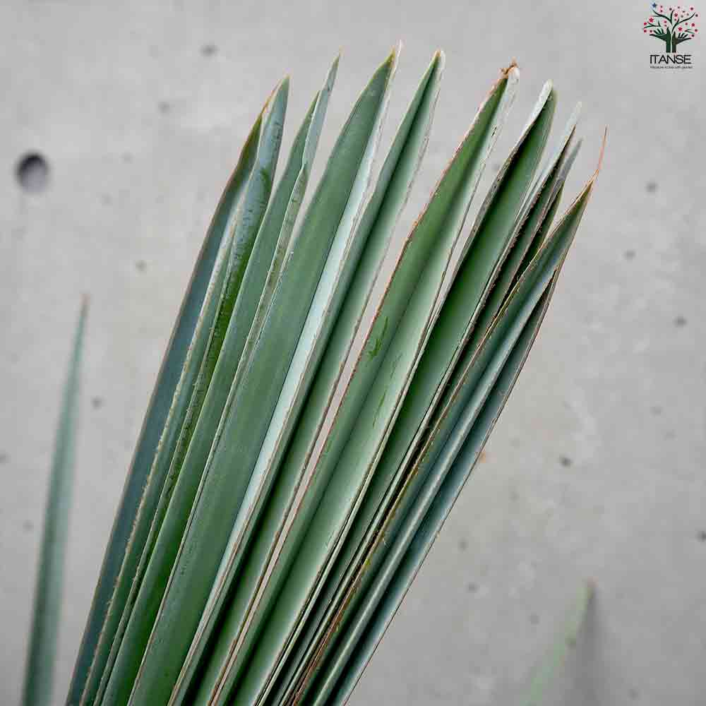 ビスマルキア ノビリス シルバー【観葉植物 7号／1個売り】｜ 【植物の