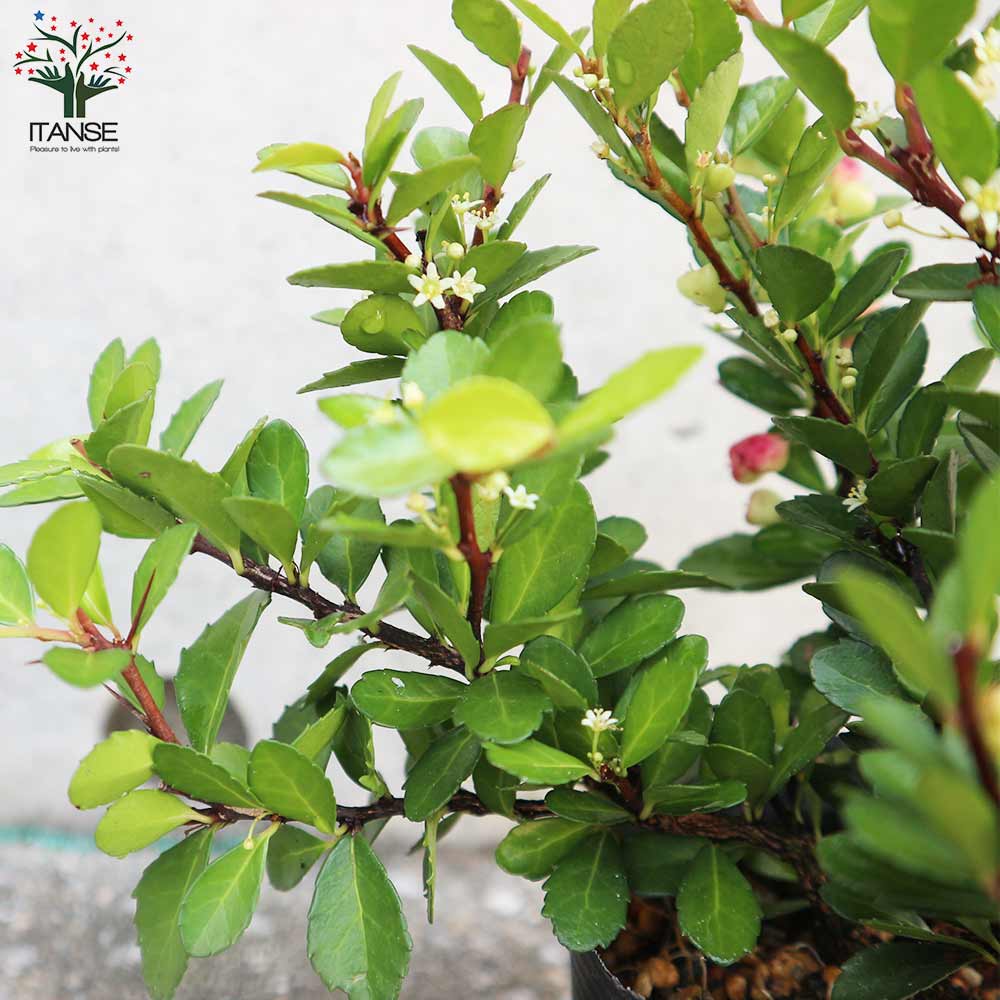 ハリツルマサキ ハートツリー【庭木 2号ポット】｜ 【植物の