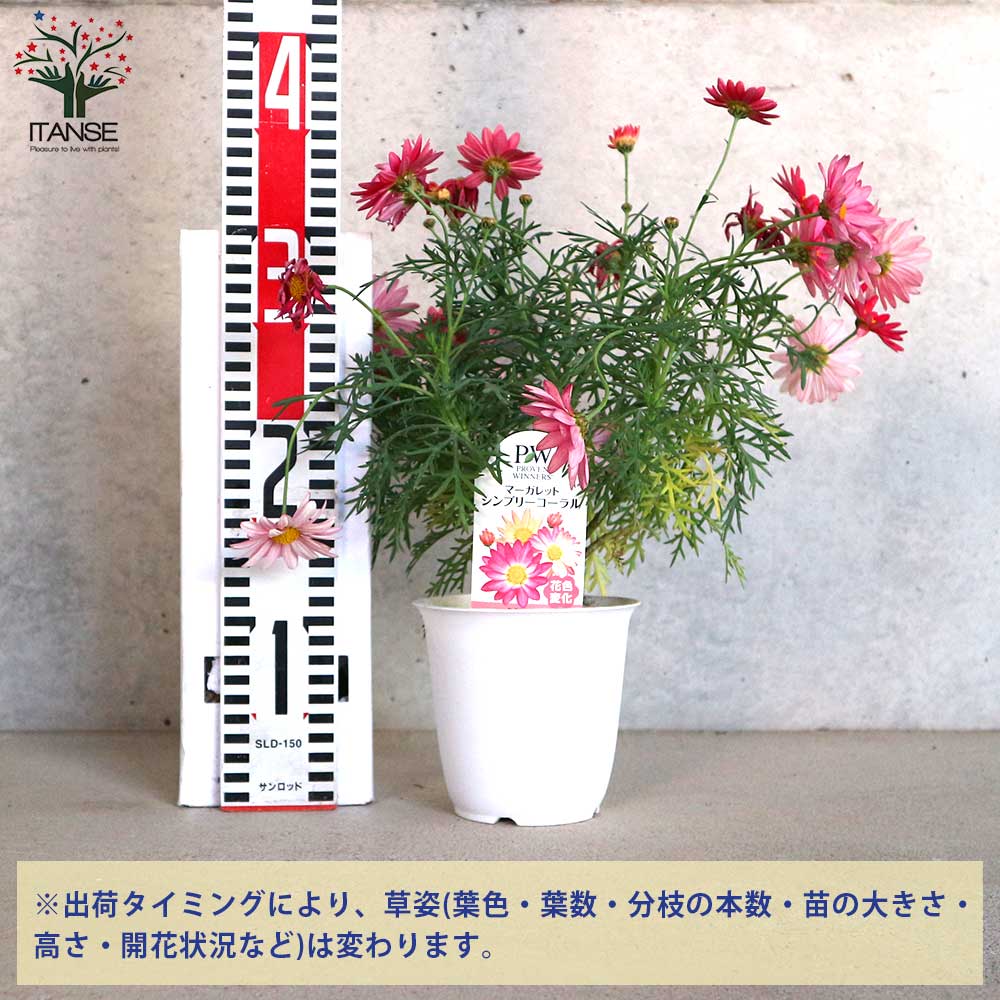 マーガレット・シンプリーコーラル【花苗 4号鉢】｜ 【植物の