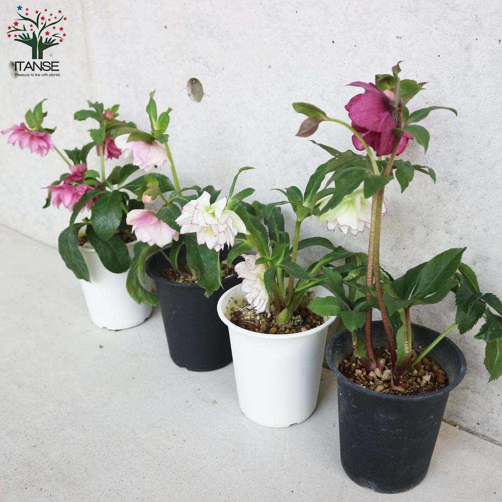 クリスマスローズ 八重咲品種・色ミックス見計らいセット2個～【花苗 4