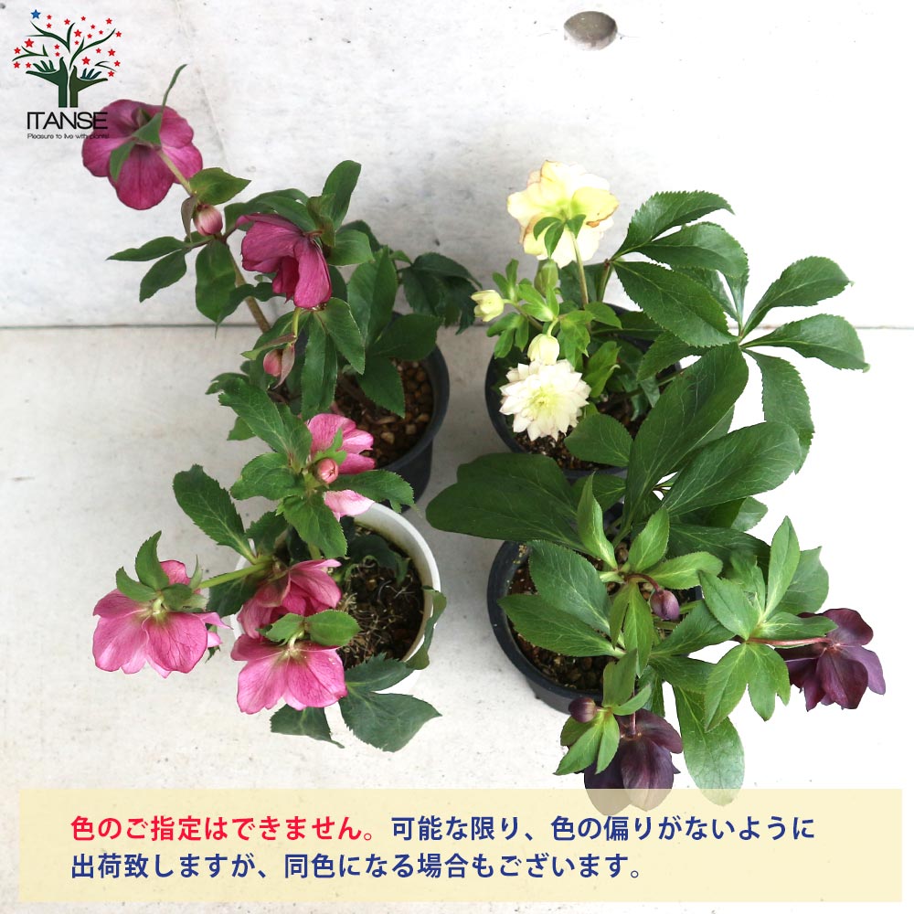 クリスマスローズ 八重咲品種・色ミックス見計らいセット2個～【花苗 4