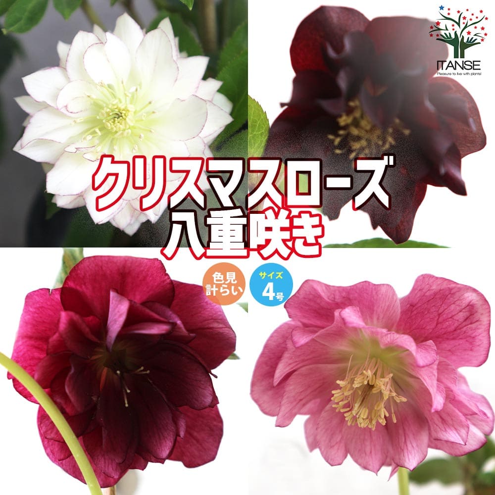 クリスマスローズ 八重咲品種・色ミックス見計らいセット2個～【花苗 4