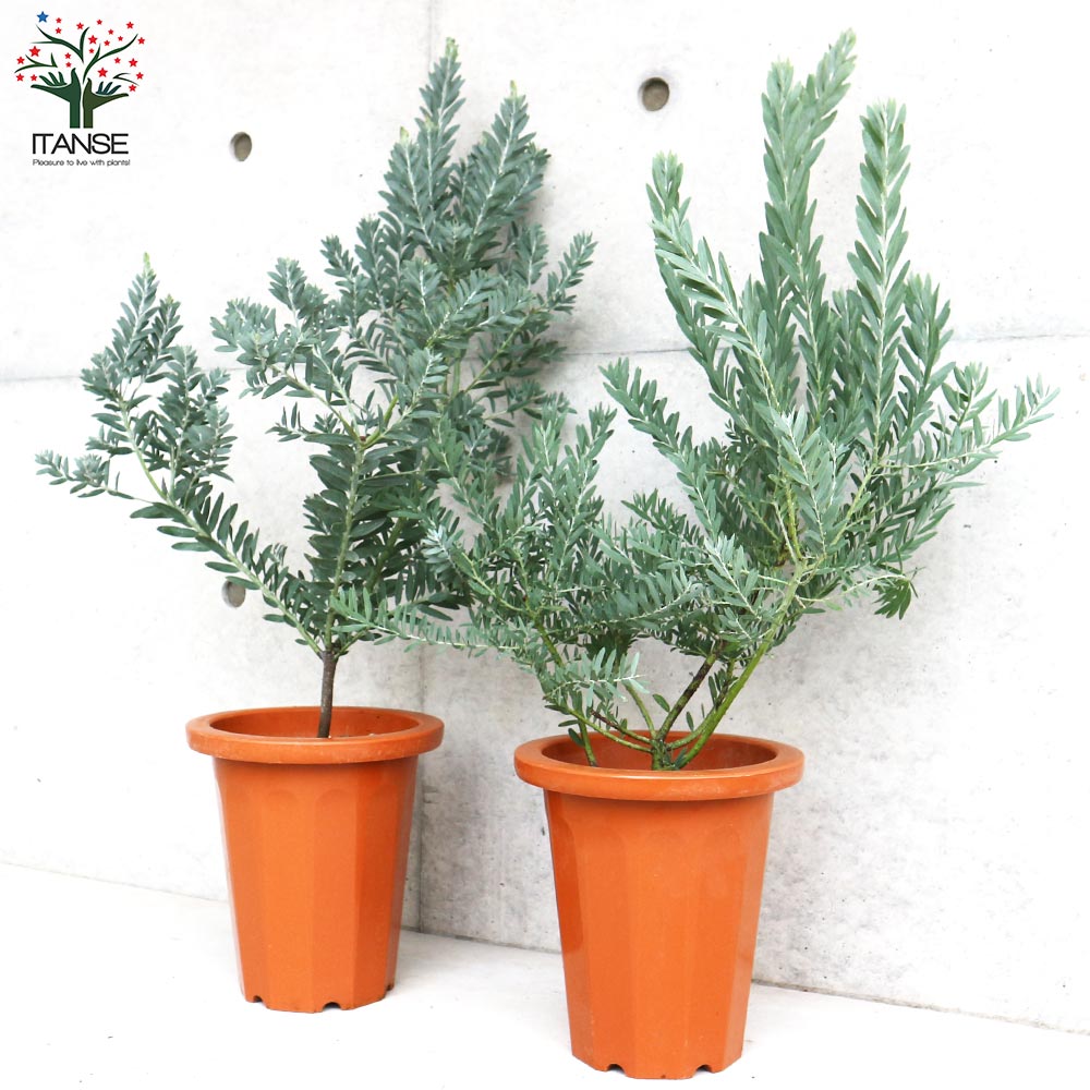 アカシア ブルーブッシュ【花苗 7号茶鉢】｜ 【植物のITANSE