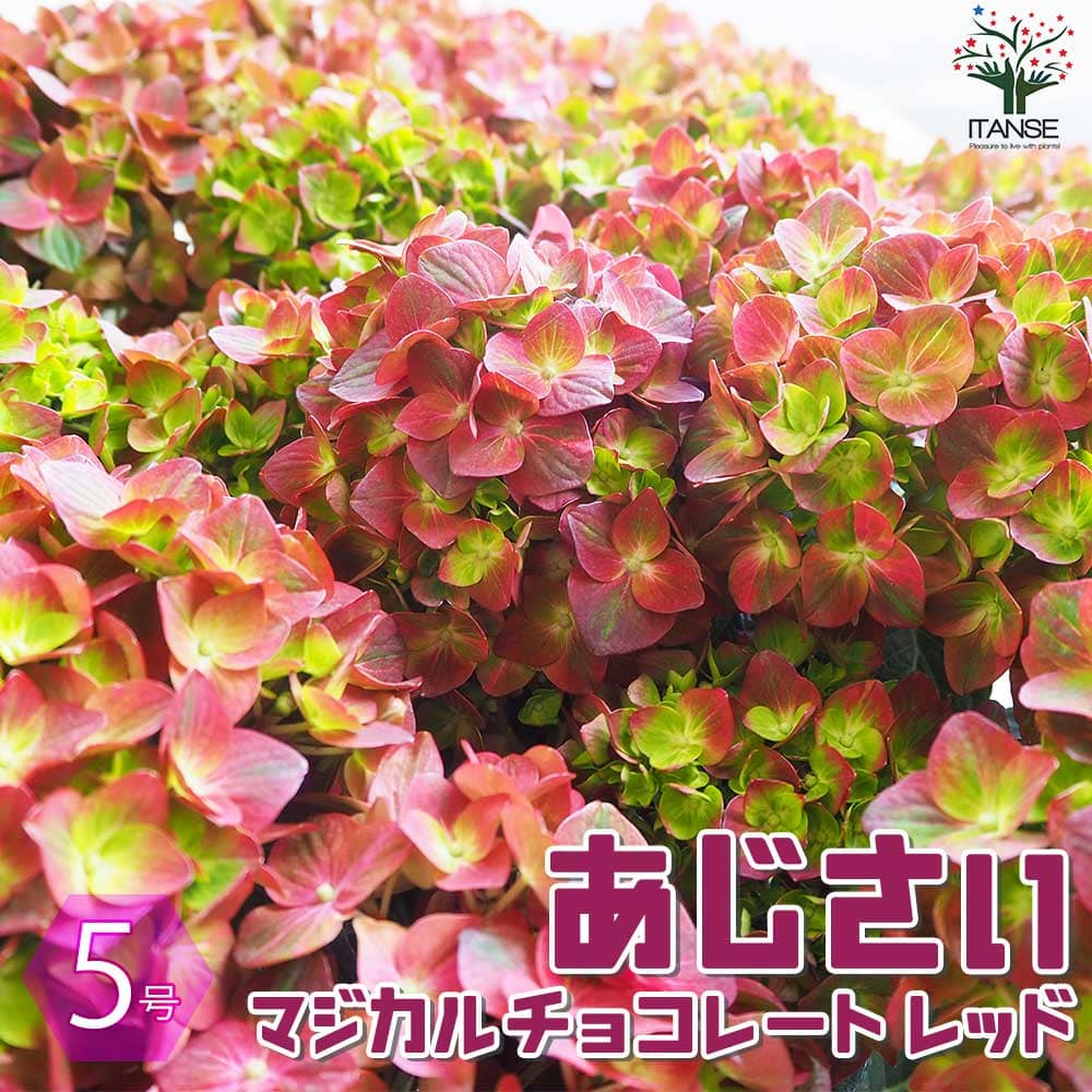 アジサイ マジカルチョコレート・レッド【花苗 5号鉢】｜ 【植物の
