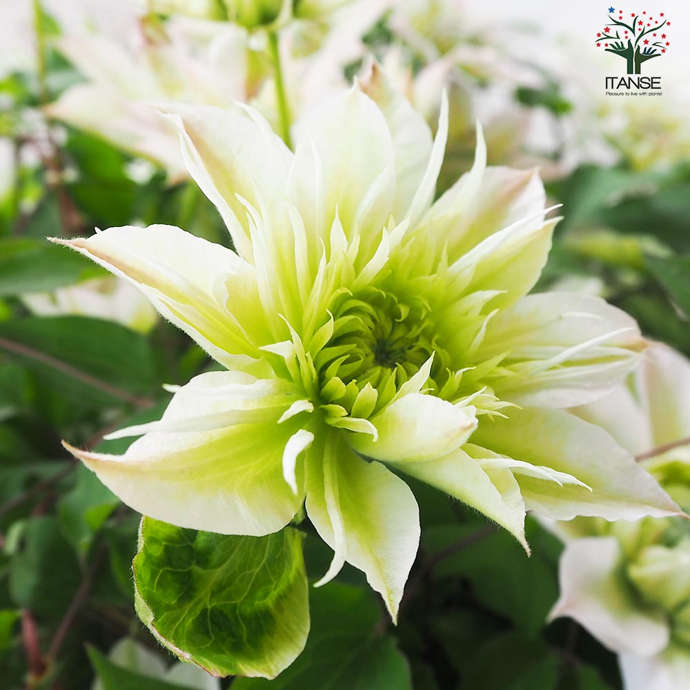 クレマチス 花園【花苗 5号鉢】｜ 【植物のITANSE】全品送料無料