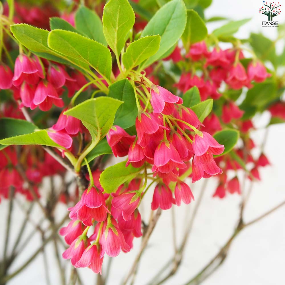 紅サラサ ドウダンツツジ【花苗 5号鉢】｜ 【植物のITANSE】全品