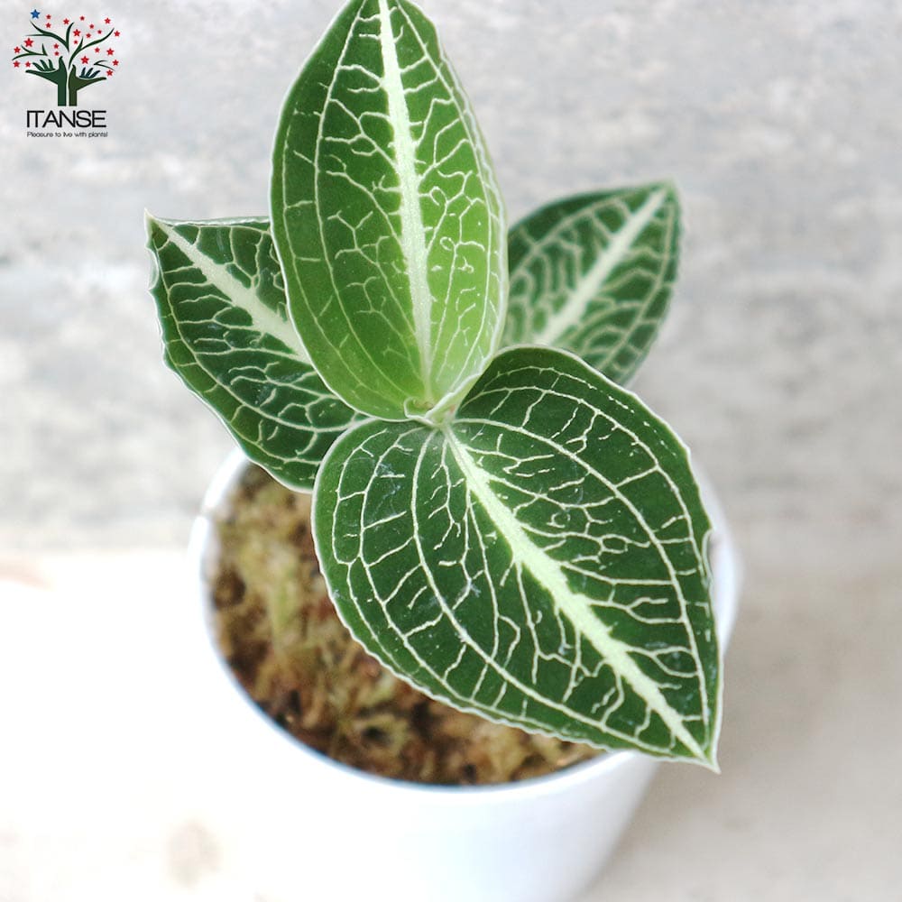 アネクトキルス・ロクスバーギー／ジュエルオーキッド・水草【観葉植物