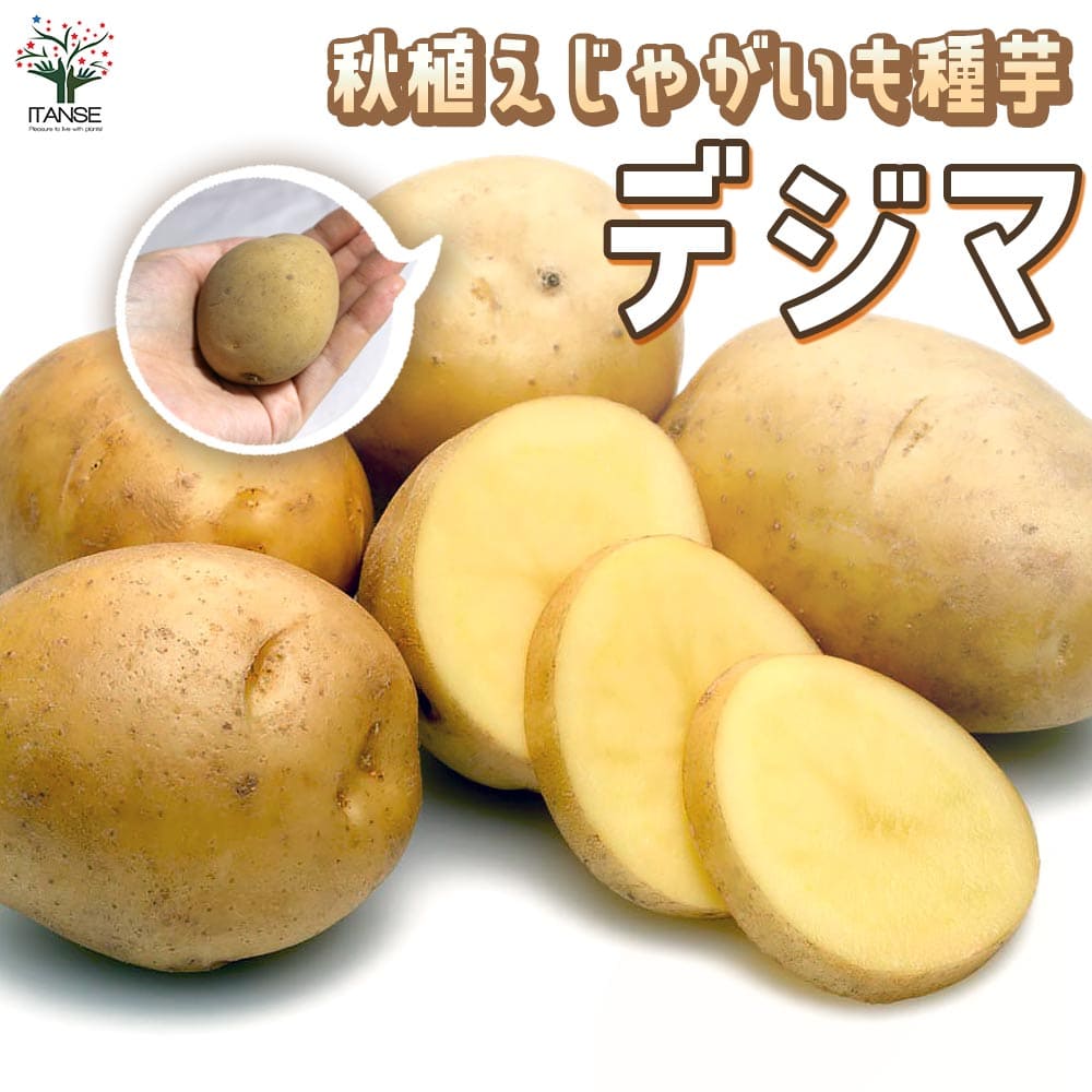 秋植えじゃがいもの種芋 品種：デジマ 【種芋】｜ 【植物の