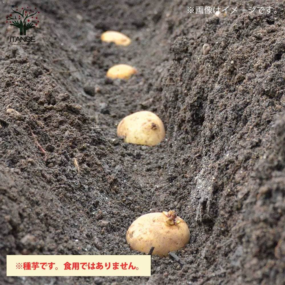 じゃがいもの種芋 品種:インカのめざめ【野菜種芋】｜ 【植物の