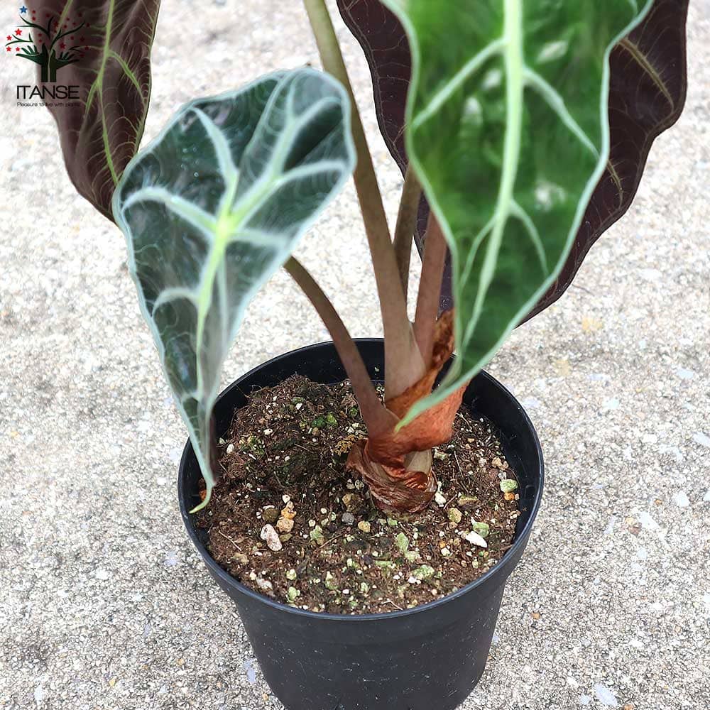 アロカシア・アマゾニカ【観葉植物 3.5号苗】｜ 【植物のITANSE