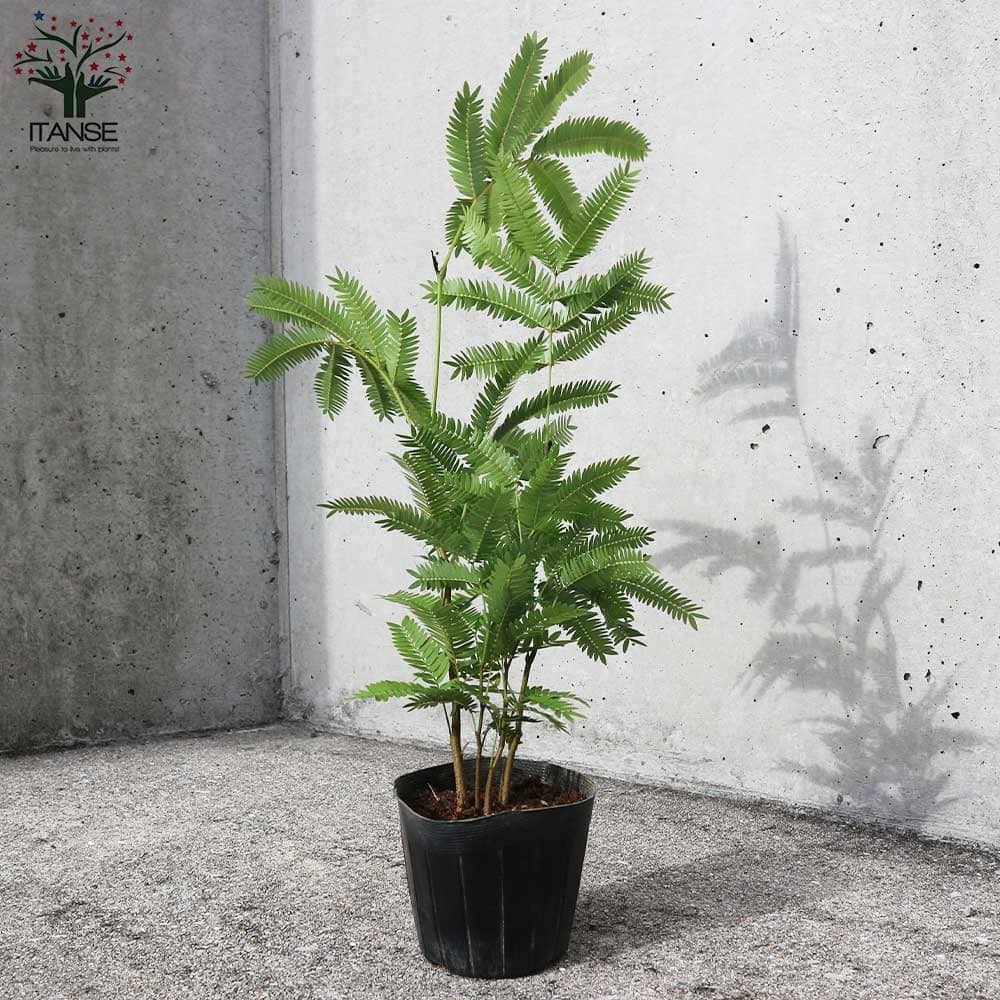 エバーフレッシュ【観葉植物 3号ポット】｜ 【植物のITANSE