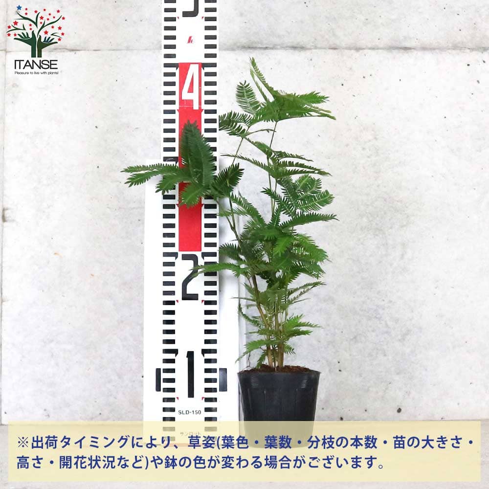 エバーフレッシュ【観葉植物 3号ポット】｜ 【植物のITANSE