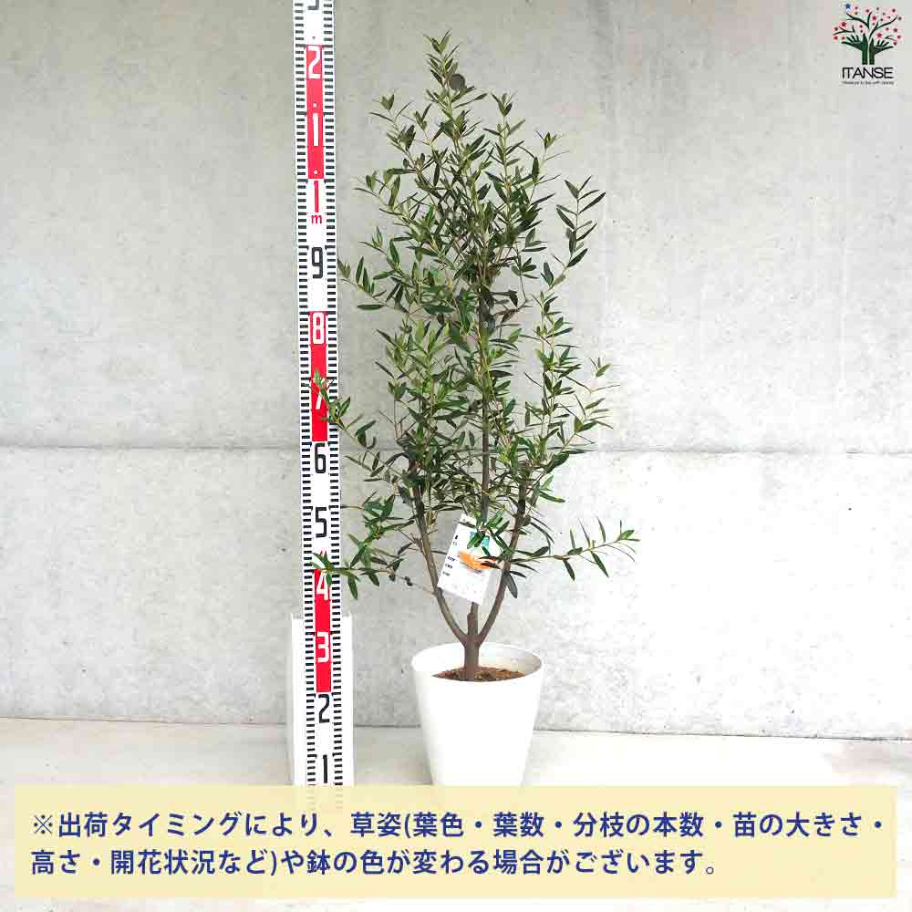 オリーブ ひなかぜ 【果樹の苗木 白テーパード鉢7号／1個売り
