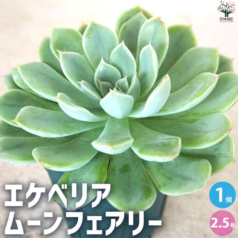 エケベリア ムーンフェアリー 【多肉植物 2.5号鉢／1個売り】｜ 【植物