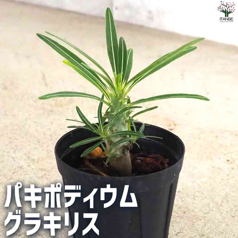 パキポディウム グラキリス 【多肉植物 2号鉢】｜ 【植物の