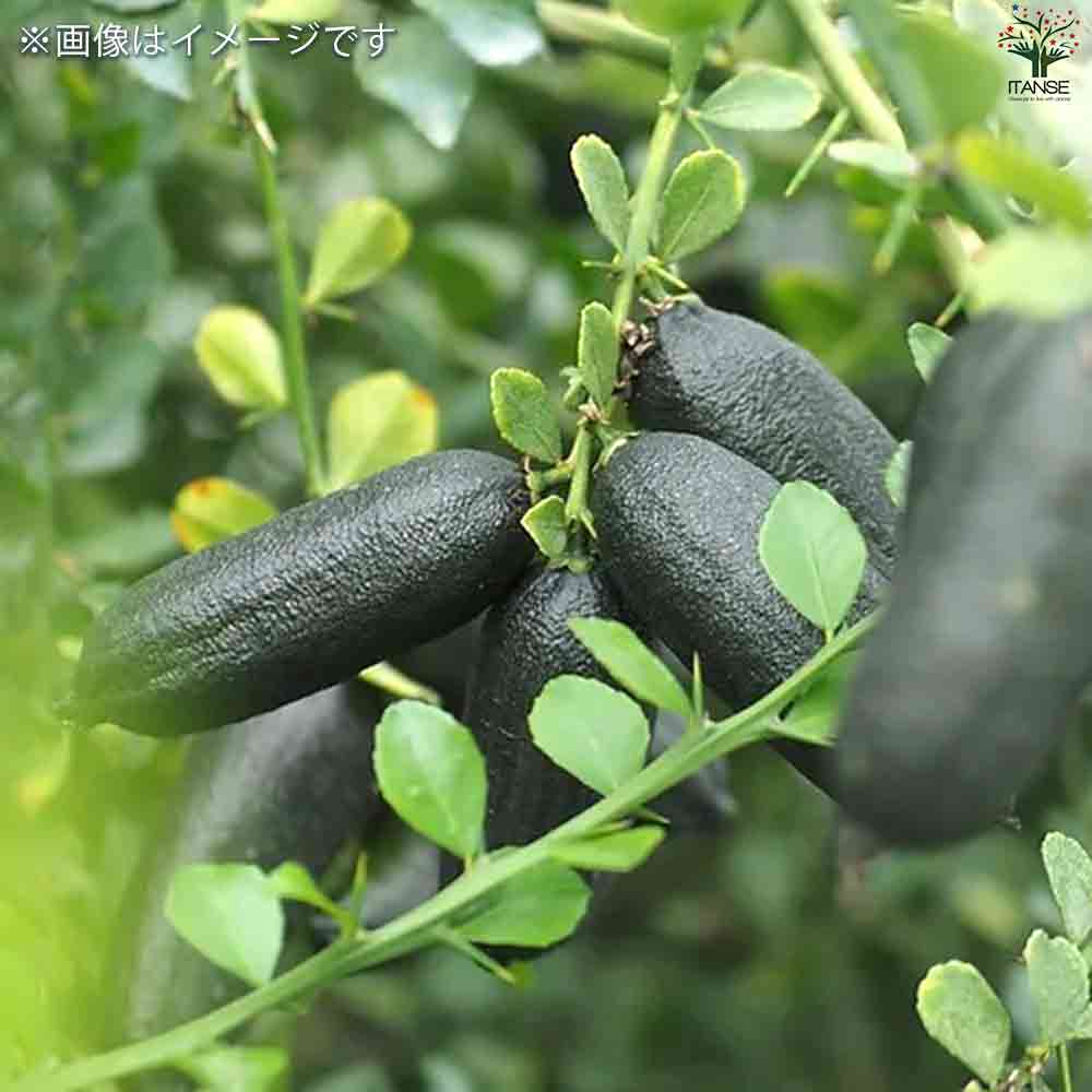 フィンガーライム コレット 【果樹の苗木 4.5号ポット／1個売り