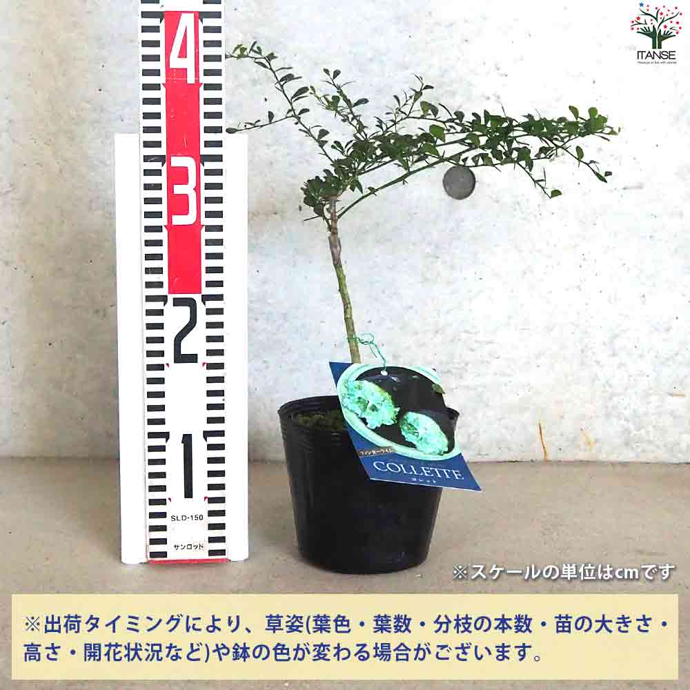 フィンガーライム コレット 【果樹の苗木 4.5号ポット／1個売り