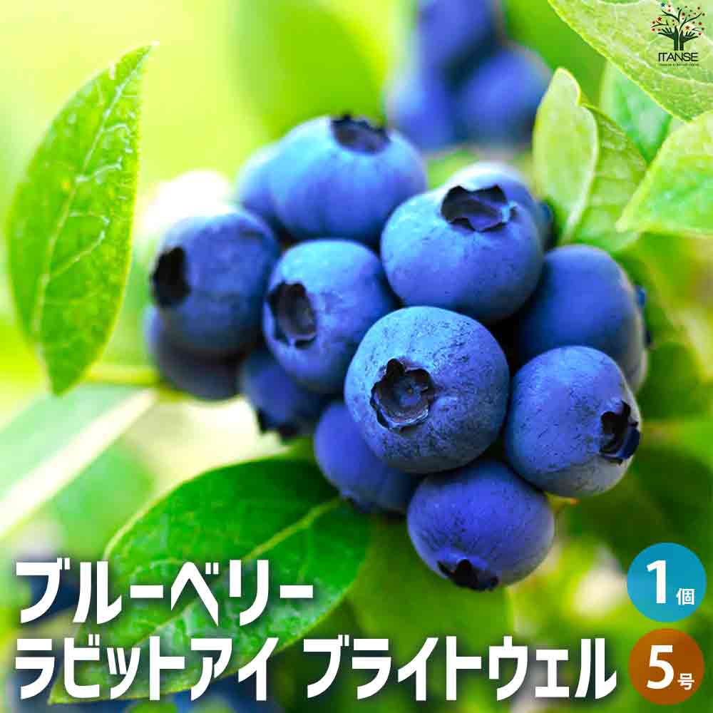 ブルーベリー ラビッドアイ系 ブライトウェル 【果樹の苗木 5号ポット