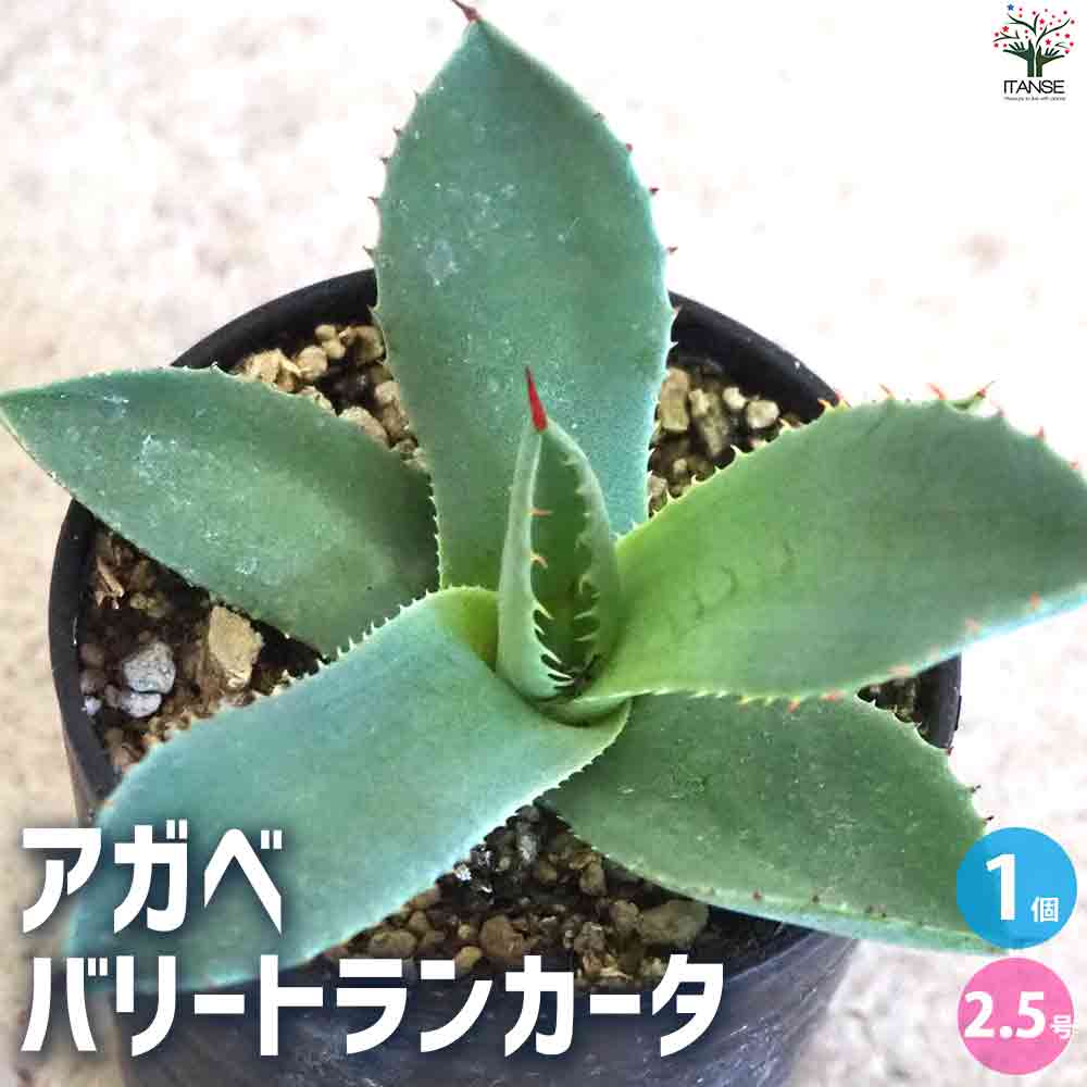 アガベ バリートランカータ 【多肉植物 2.5号鉢／1個売り】｜ 【植物の
