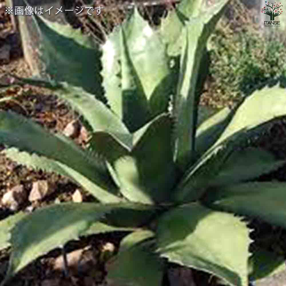 アガベ フェロックス 【多肉植物 2.5号鉢／1個売り】｜ 【植物の