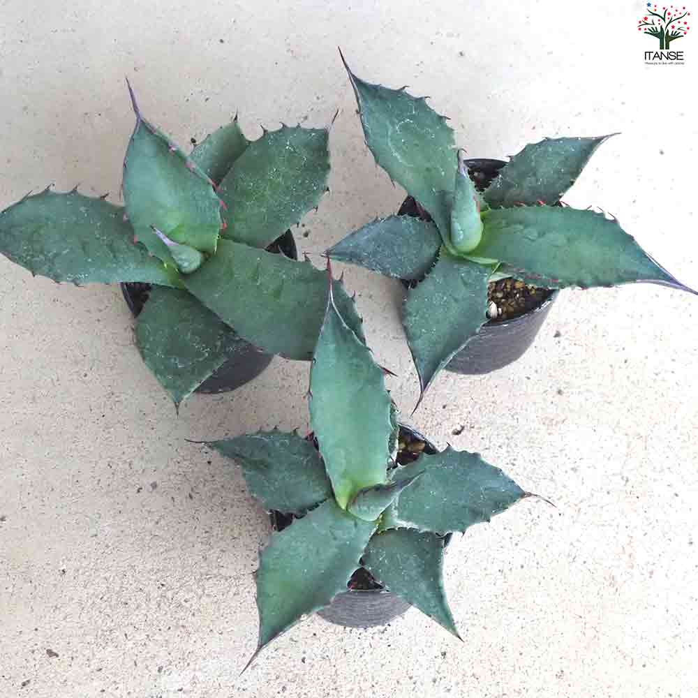 アガベ フェロックス 【多肉植物 2.5号鉢／1個売り】｜ 【植物の