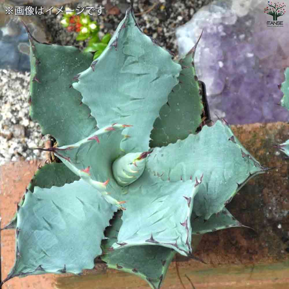 アガベ テマカプリネンシス 選抜個体 超大株70センチ❗親株 アガベ