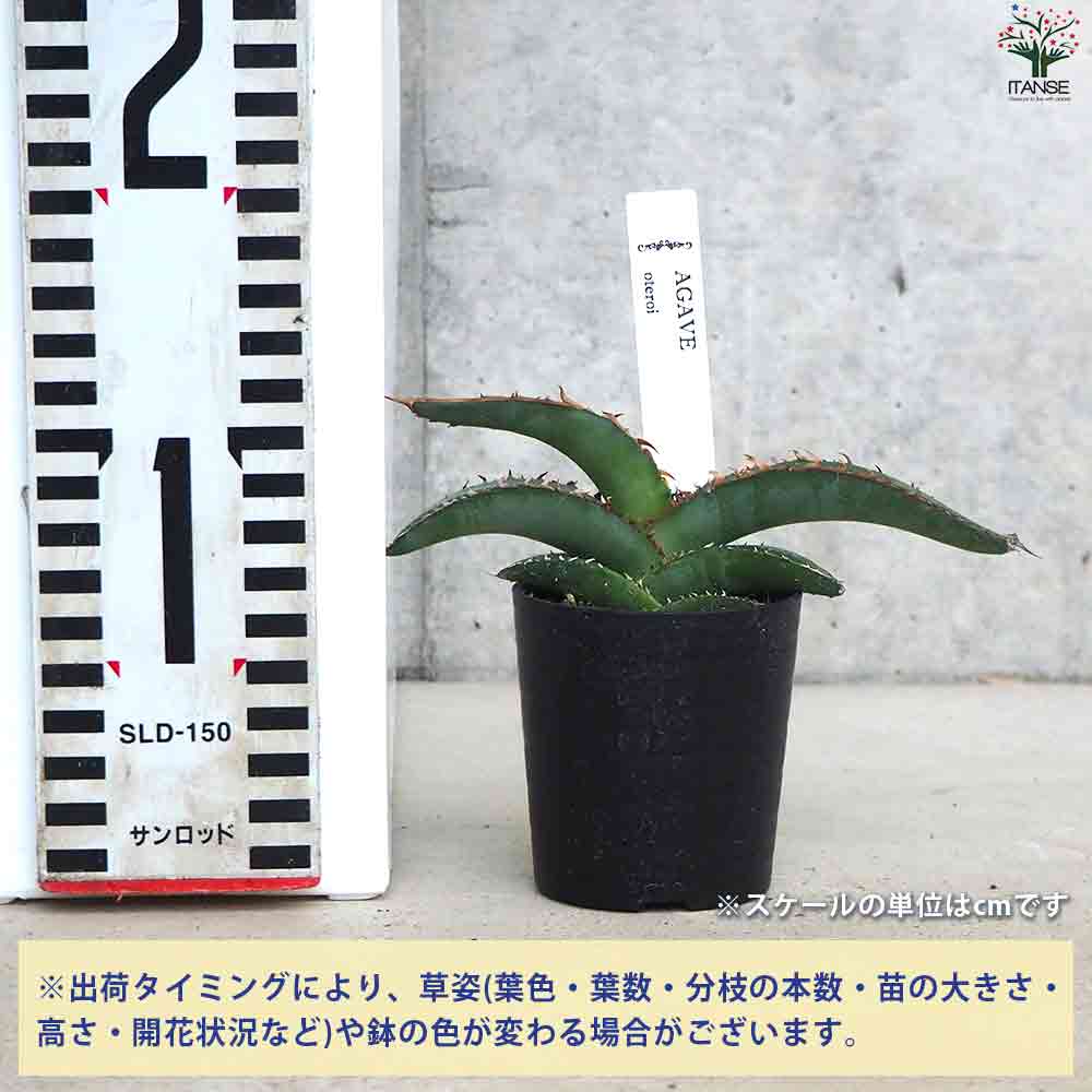 アガベ オテロイ 【多肉植物 2.5号鉢／1個売り】｜ 【植物の