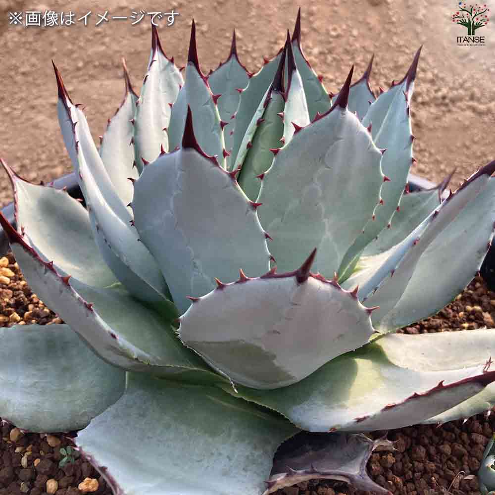 アガベ パリー吉祥天 【多肉植物 2.5号鉢／1個売り】｜ 【植物の