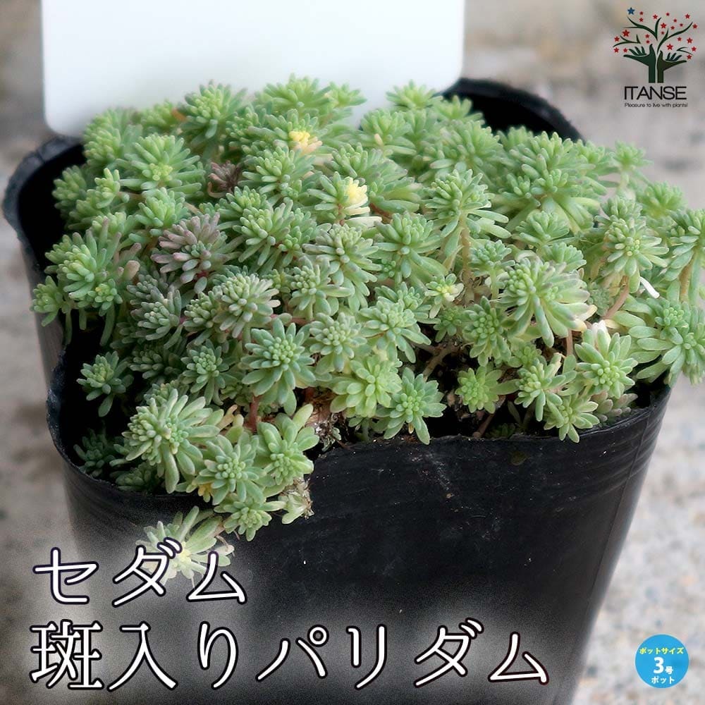 セダム・斑入りパリダム2個～【多肉植物 3号ポット苗 グランドカバー