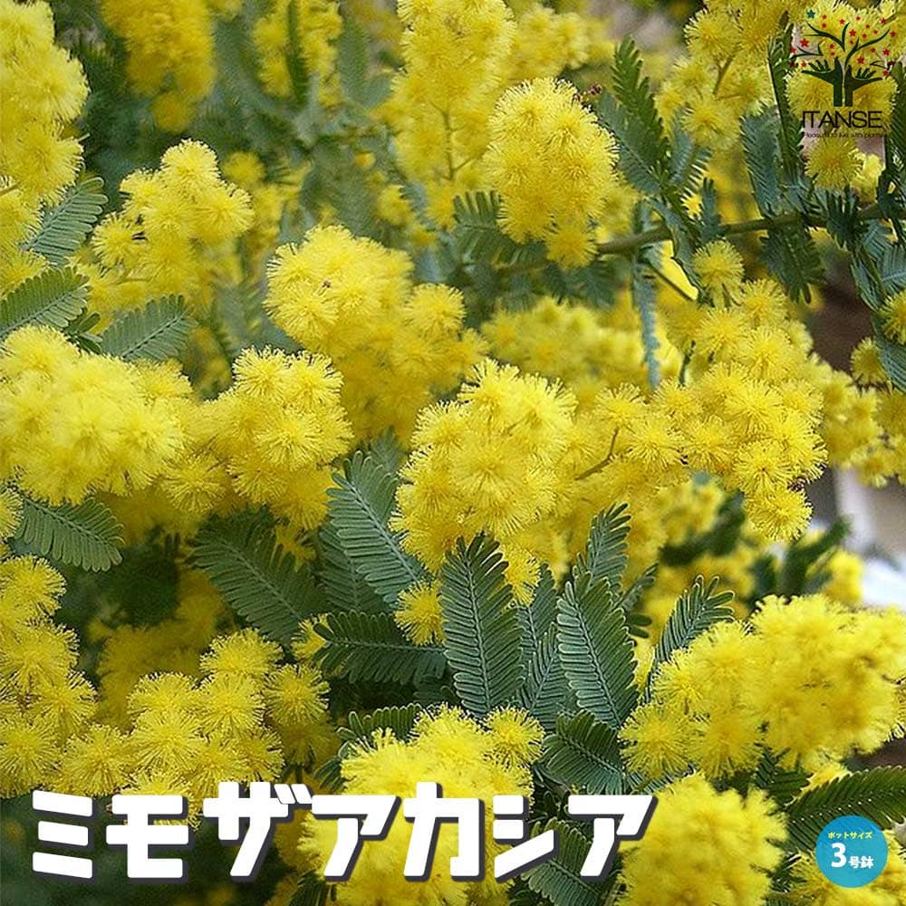 ミモザアカシア (ギンヨウアカシア)【庭木 3号ポット苗】｜ 【植物の