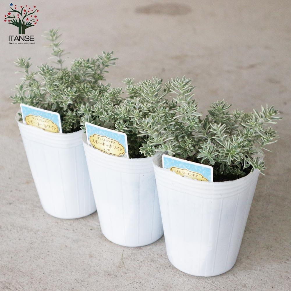 ウエストリンギア・スモーキーホワイト【花苗2.5号ロングポット