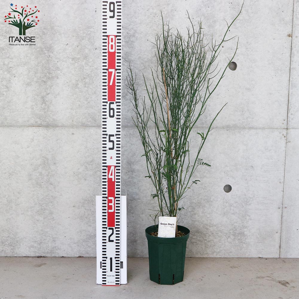 アカシア・スピニーワトル(スピネセンス)【庭木 スリット鉢5号