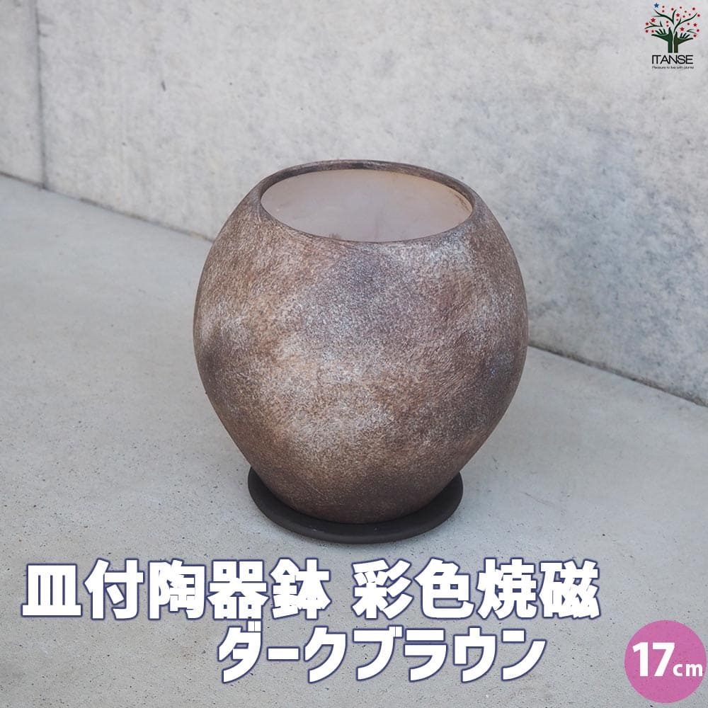 皿付陶器鉢 彩色焼磁 ダークブラウン【資材 17cm】｜ 【植物の