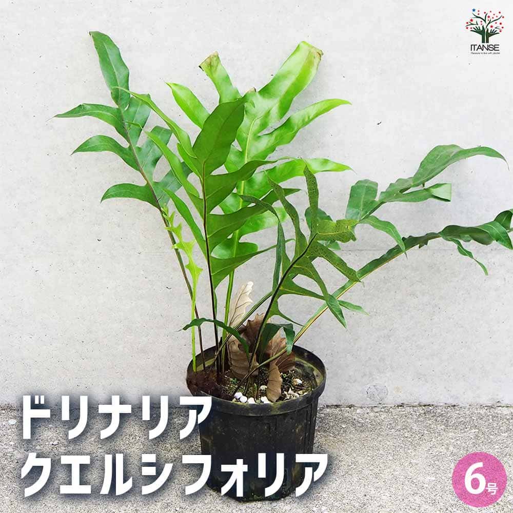 ドリナリア クエルシフォリア 【観葉植物 6号鉢／1個売り】｜ 【植物の