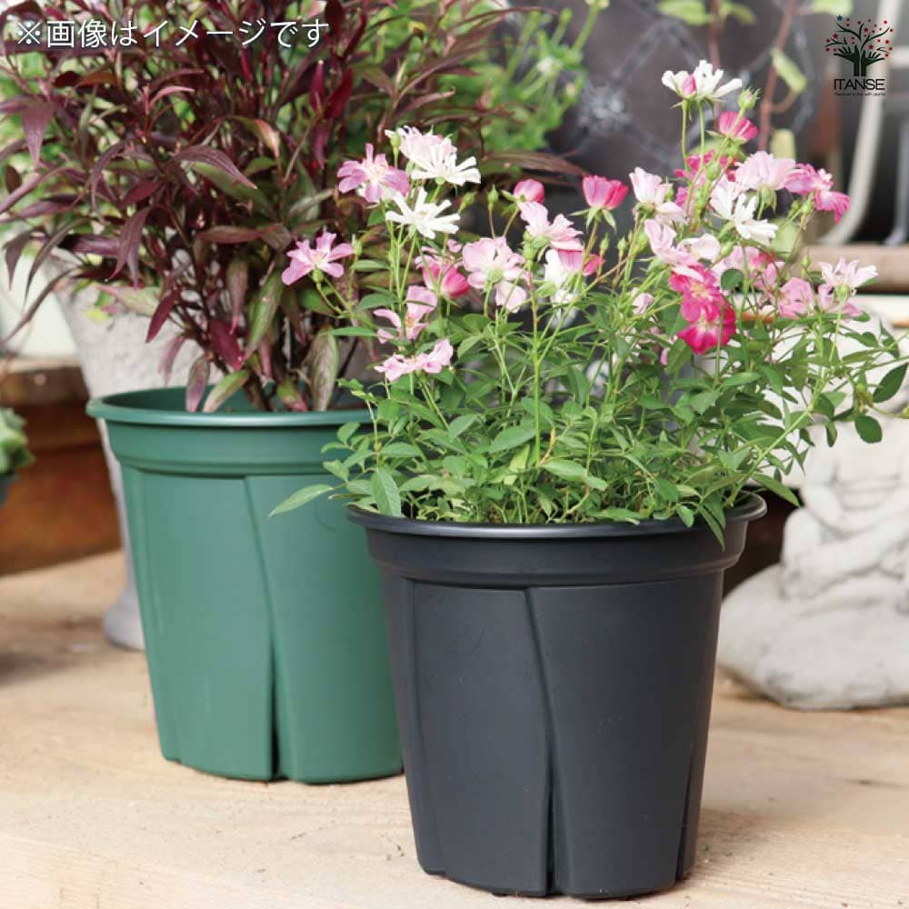 植木鉢 根っこつよし【スリット プラ鉢】｜ 【植物のITANSE