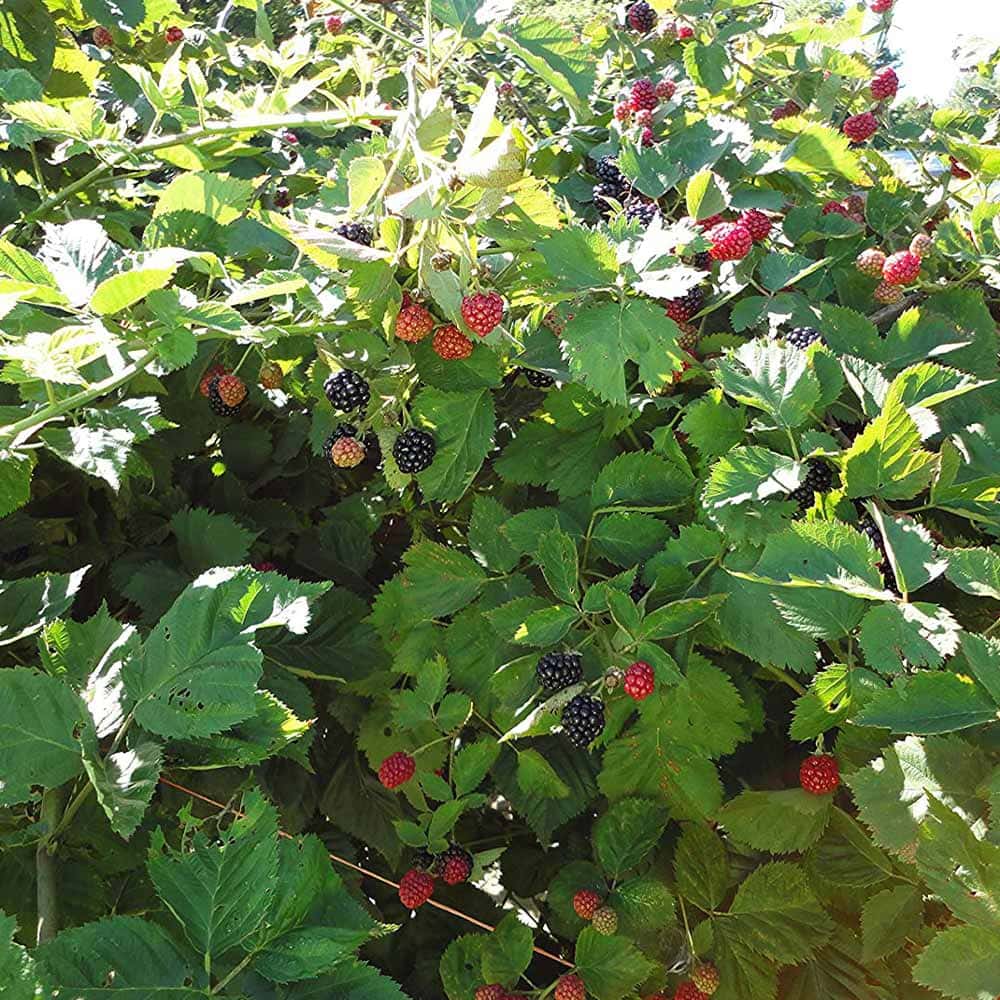 ブラックベリーの苗木 トリプルクラウン【果樹苗 1年生 挿木苗10.5cm