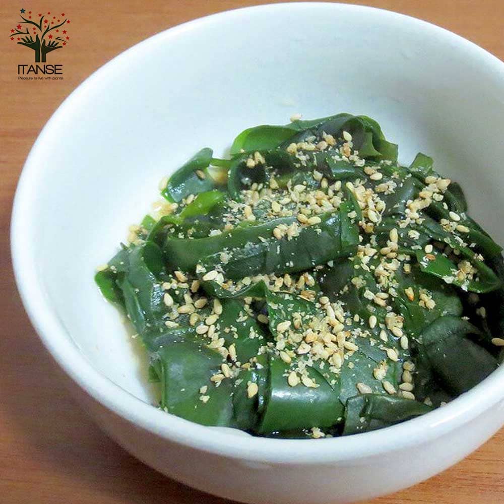 オカワカメの苗 長生百薬2個～【野菜の苗 9cmポット】｜ 【植物の