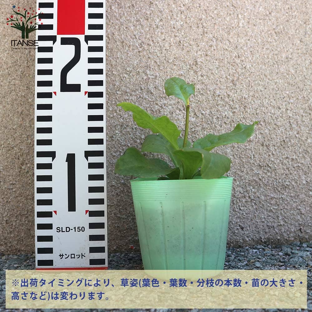 オカワカメの苗 長生百薬2個～【野菜の苗 9cmポット】｜ 【植物の
