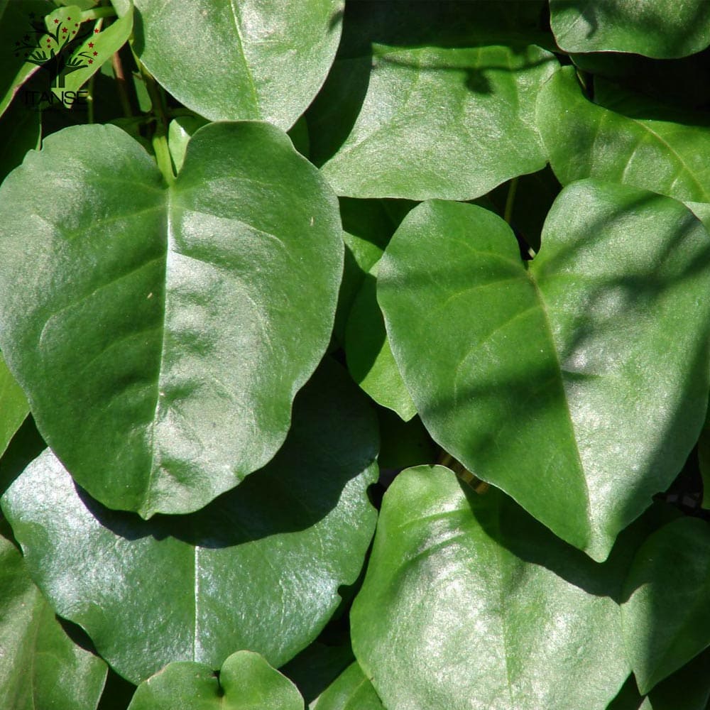 オカワカメの苗 長生百薬2個～【野菜の苗 9cmポット】｜ 【植物の