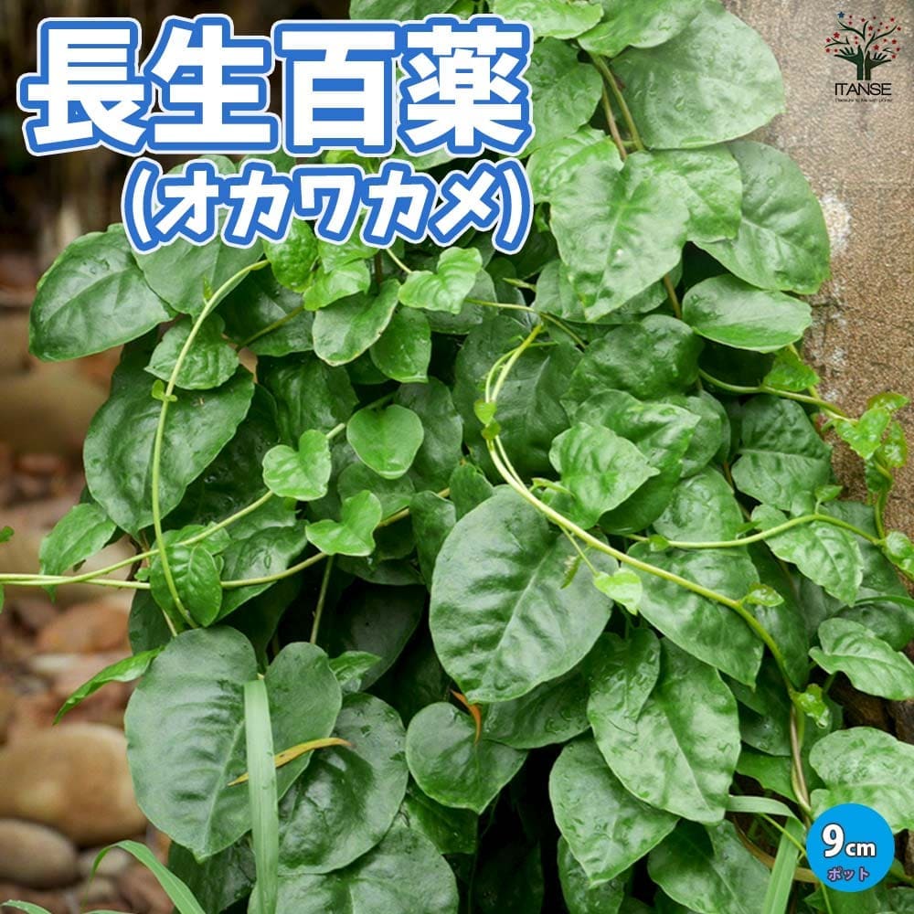 オカワカメの苗 長生百薬2個～【野菜の苗 9cmポット】｜ 【植物の