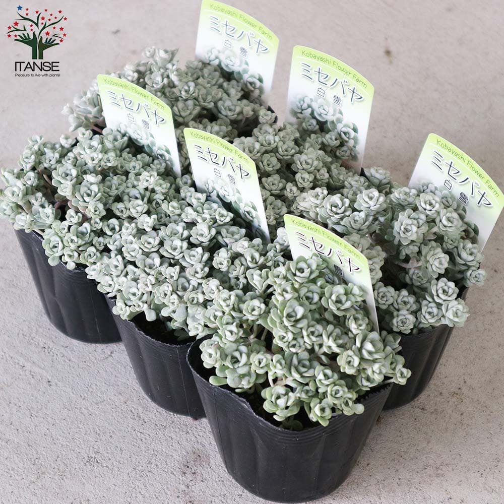 ミセバヤ 白雪(白雪ミセバヤ) 【花苗 2.5～3号ポット グランドカバー苗