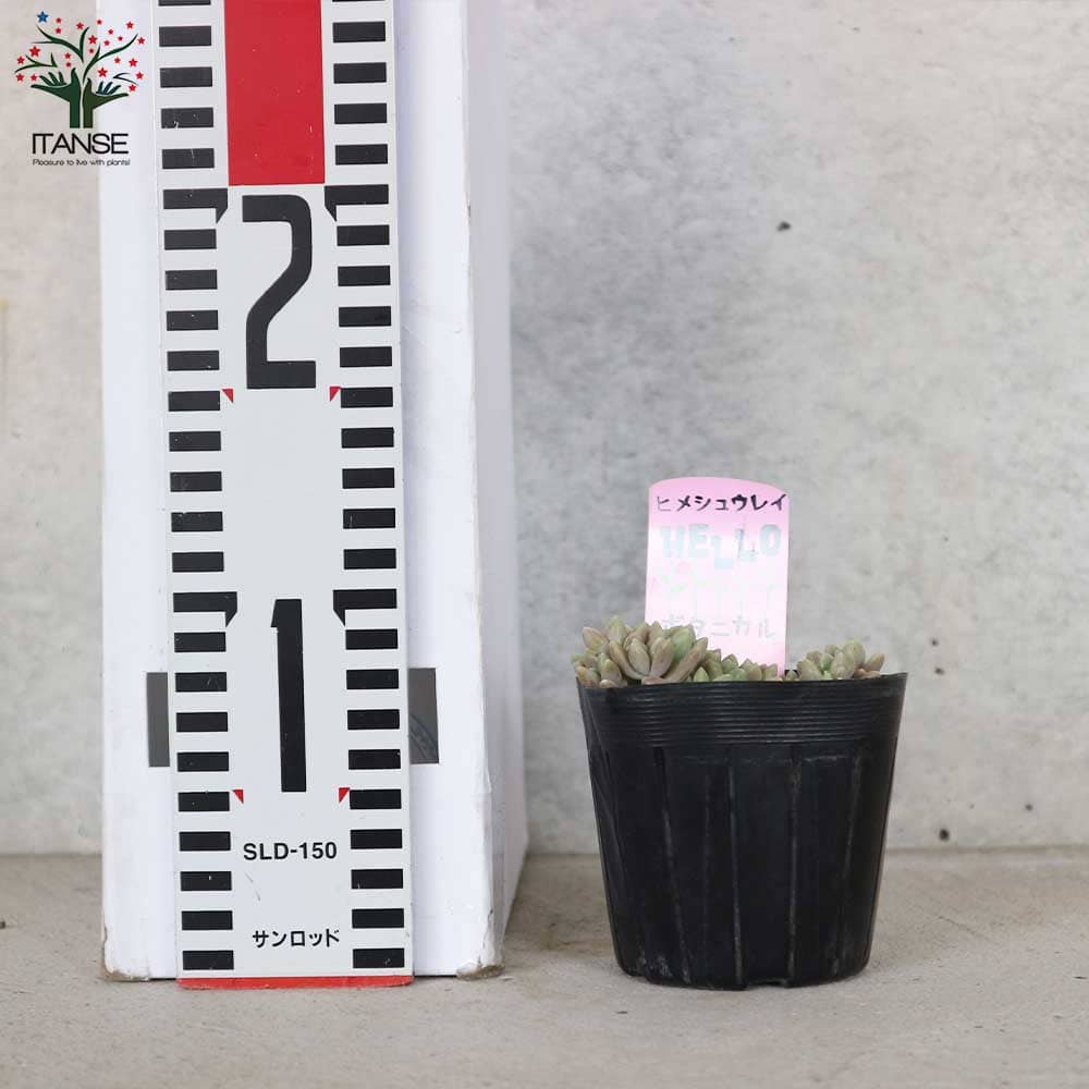 姫秋麗 (ヒメシュウレイ) 【多肉植物 3号ポット】｜ 【植物の