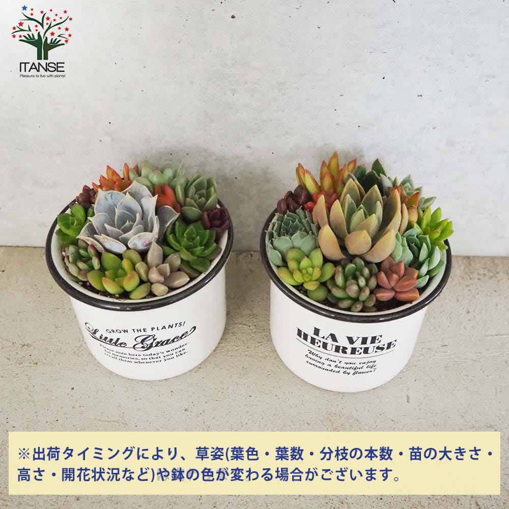 多肉寄植 カップ型陶器鉢【多肉植物 3.5号】｜ 【植物のITANSE