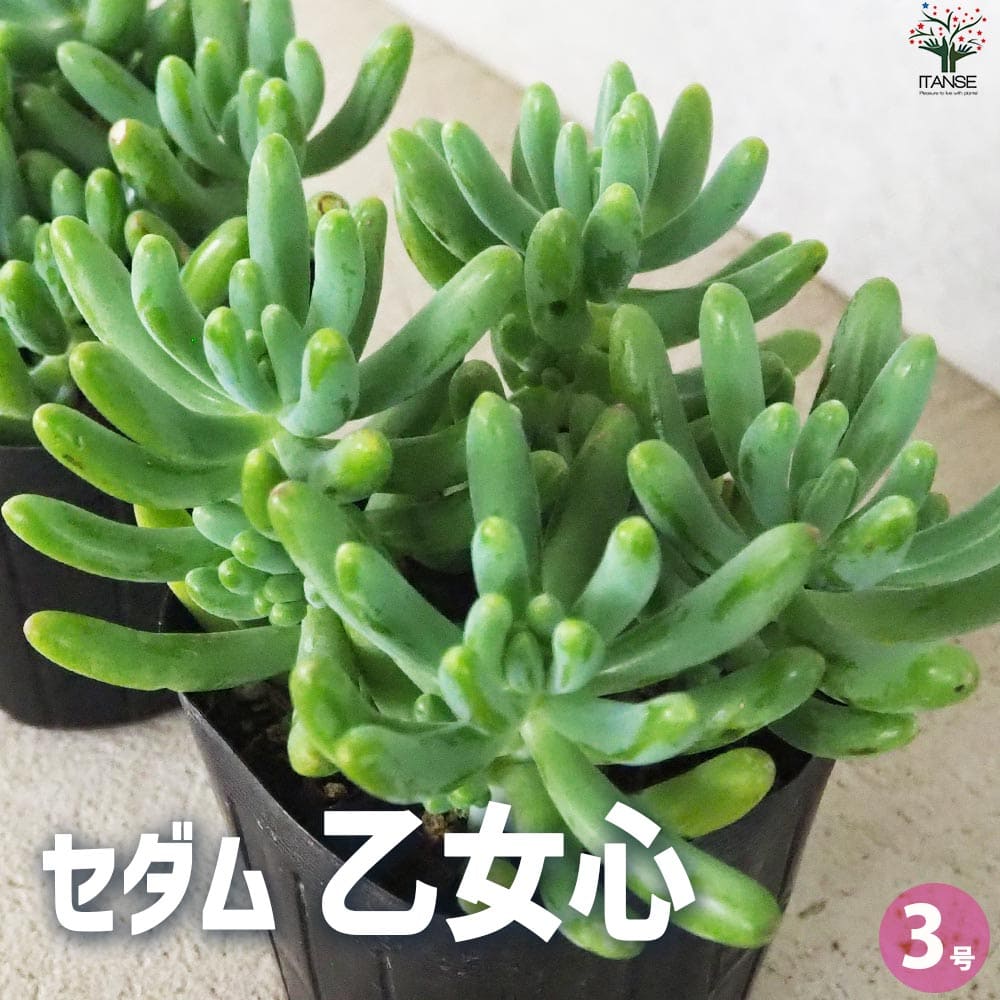 セダム 乙女心 オトメゴコロ【多肉植物 3号ポット】｜ 【植物の