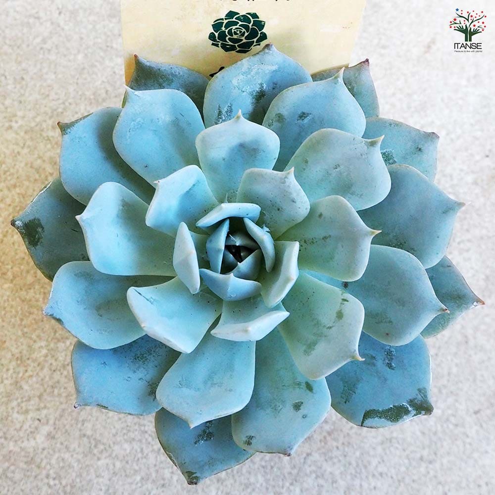 多肉植物 ブルーバード 【多肉植物 2.5号鉢／1個売り】｜ 【植物の