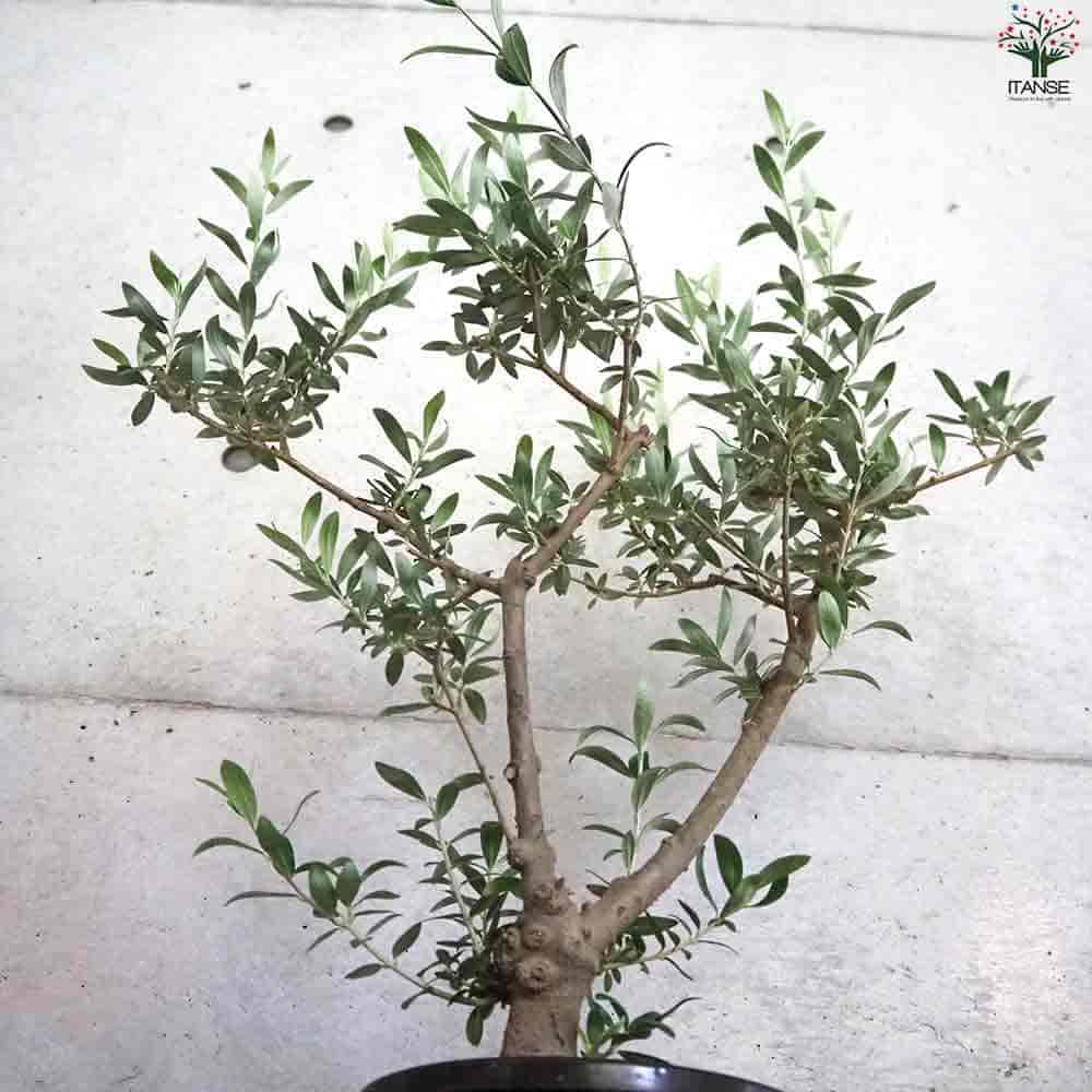 オリーブ セントキャサリン 【果樹の苗木 6号鉢／1個売り】｜ 【植物の