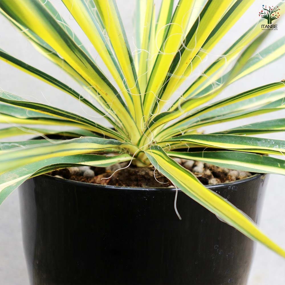 ユッカ カラーガード 【観葉植物 7号／1個売り】｜ 【植物の