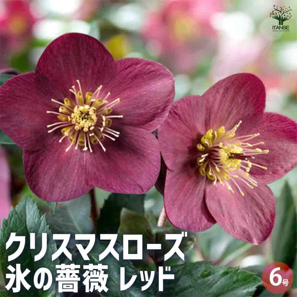 クリスマスローズ 氷の薔薇 レッド 【花苗 6号鉢／1個売り】｜ 【植物