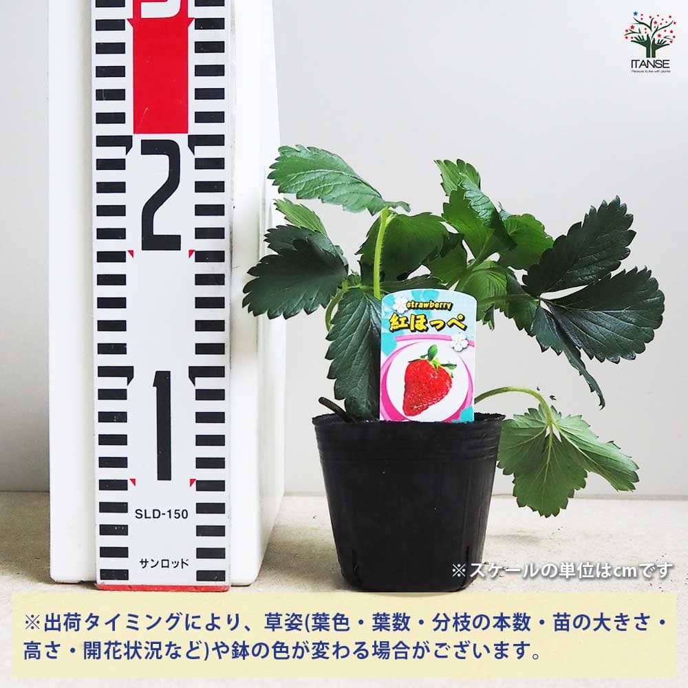 いちごの苗 紅ほっぺ2個～ 【野菜の苗 3号】｜ 【植物のITANSE