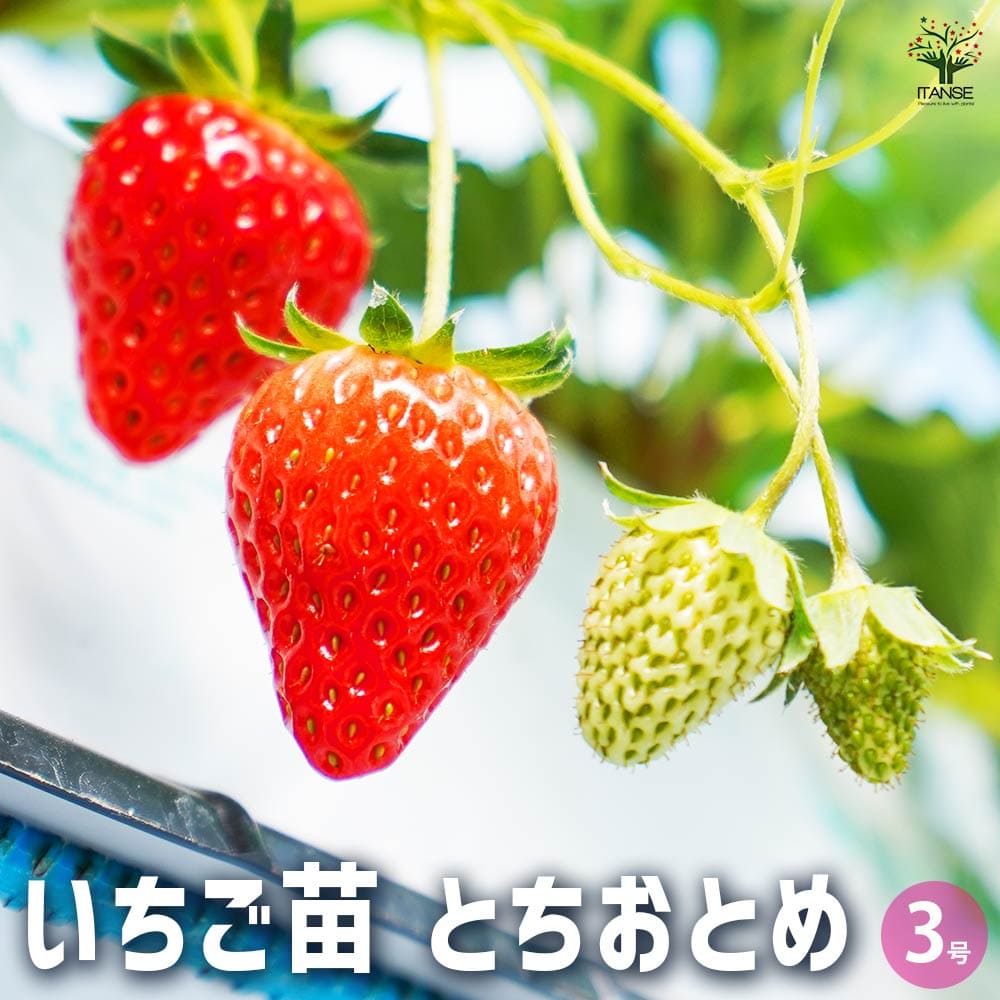 いちごの苗 とちおとめ2個～ 【野菜の苗 3号】｜ 【植物のITANSE